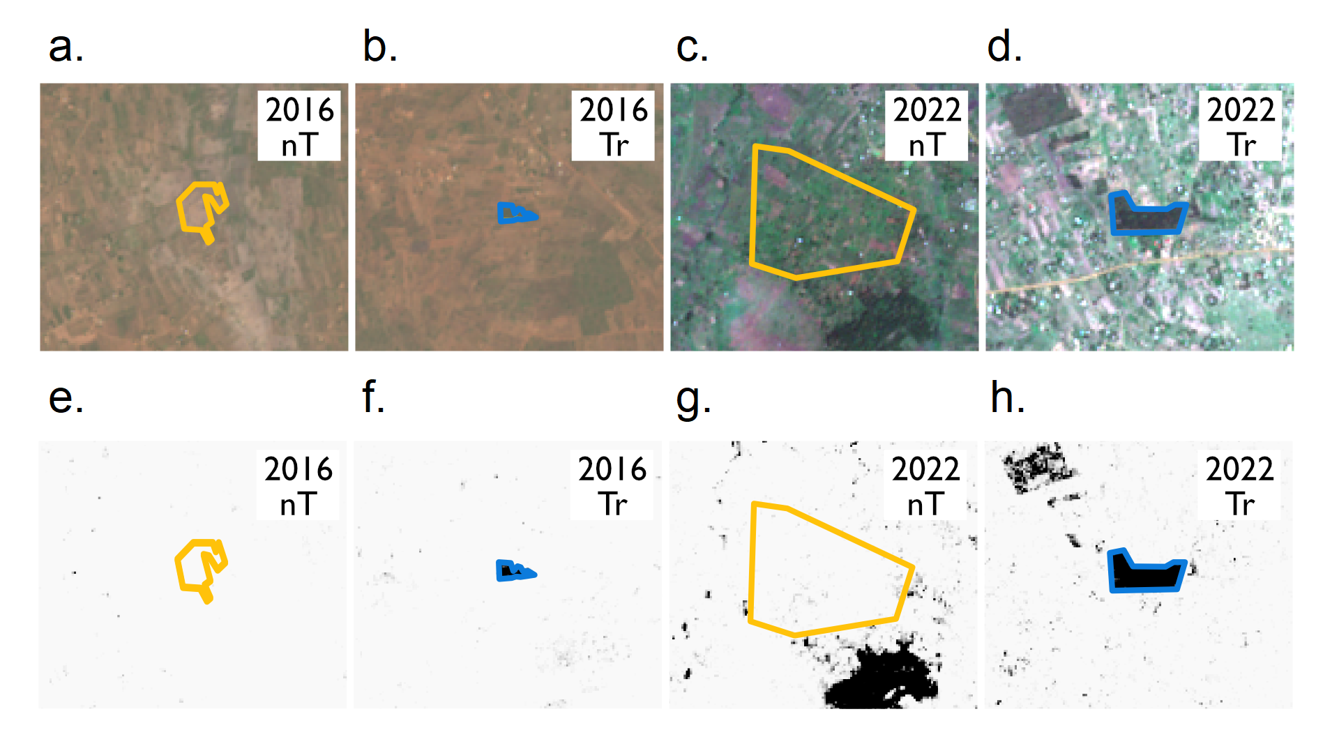 An eight-panel image showing areas used to train the model to detect tree and non-tree areas. The top row are four images of satellite images. The bottom row shows whether the model has predicted areas are tree or non-tree. Each column has an area used for model training. The first column shows a manually derived non-tree area from 2016. The second column shows a tree area from 2016. The third column shows a non-tree area from 2022. The fourth column shows a tree area from 2022.